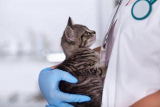 The presentation of the first Russian vaccine against COVID-19 for animals will take place in the SEZ Technopolis Moscow